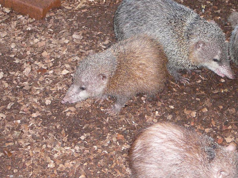 335 Tenrecs